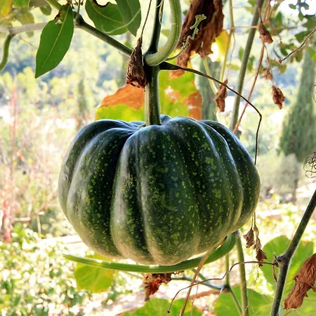 With Parking Space Prigradica, Korcula - 193 アパート Blato