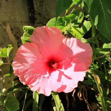 With Parking Space Prigradica, Korcula - 193 *