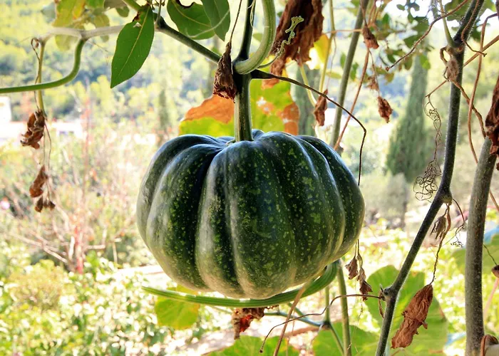 With Parking Space Prigradica, Korcula - 193 Lejlighed Blato (Korcula)