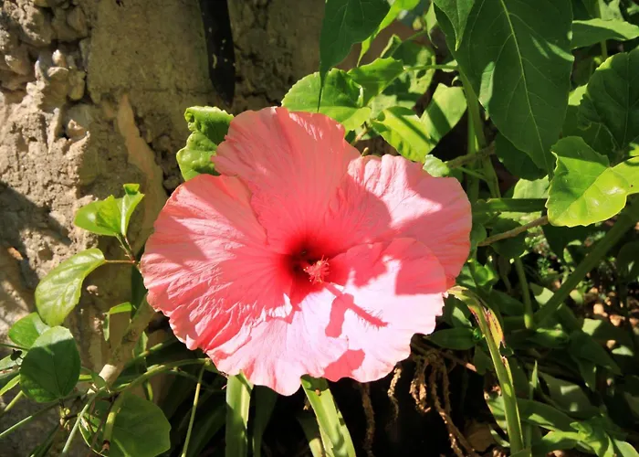 With Parking Space Prigradica, Korcula - 193 *